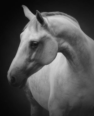 White Horse Portrait