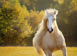 Golden Lit Horse
