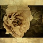 Lustr Golden Era Peony I