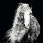 A Horse's Mane