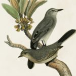 Antique Bird Trio I