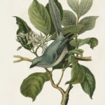 Antique Bird Trio II