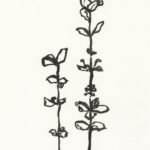 Ink Botanical Sketch VIII