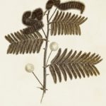 Sepia Botanicals I