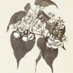 Sepia Botanicals II