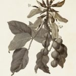 Sepia Botanicals IV