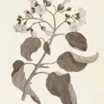 Sepia Botanicals VII