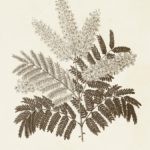 Sepia Botanicals VIII