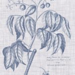 Navy & Linen Botanical IX