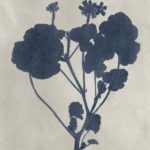 Navy Pressed Flowers II