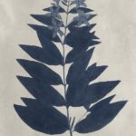 Navy Pressed Flowers IV