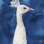 Snowy Peacock I