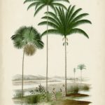 Antique Palm Collection IV