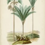 Antique Palm Collection IX