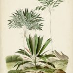 Antique Palm Collection VIII