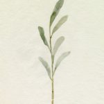 Olive Leaves II