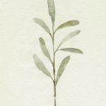 Olive Leaves III
