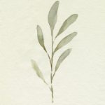 Olive Leaves IV