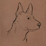 Canine Portraits I