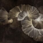 Blossom In Motion II