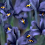 Whispers of Wild Bloom