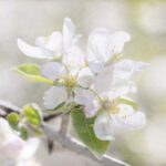 Apple Blossom