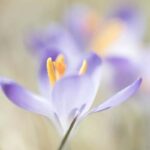 Crocus