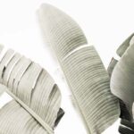 Banana Leaf II