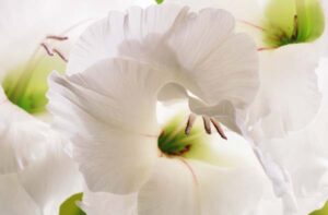 Petal Whispers