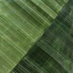 Green Stripes in Parallel Harmony II