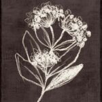 Chalk Blooms on Dark Canvas I