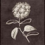 Chalk Blossom on Dark Canvas