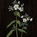 White Flowers on Black I