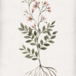 Rooted Floral I