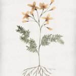 Rooted Floral II