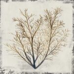 Yellow Coral II