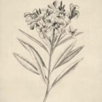 Delicate Florals in Pencil Sketch I