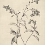Delicate Florals in Pencil Sketch II